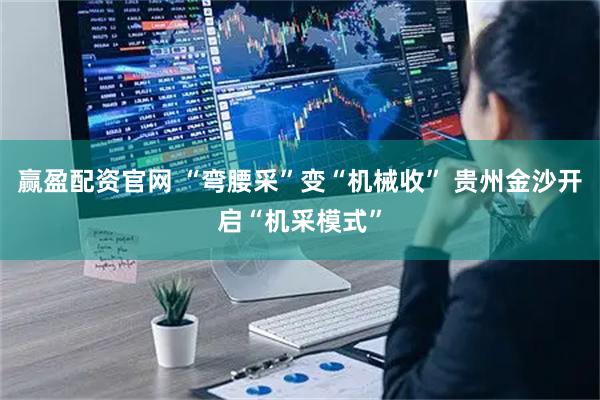 赢盈配资官网 “弯腰采”变“机械收” 贵州金沙开启“机采模式”